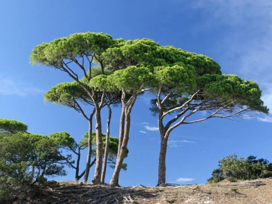 Le Petit Cote Ouest - Appt Dans Les Pins Pres De La Plage لي سابلِ دولونْ المظهر الخارجي الصورة